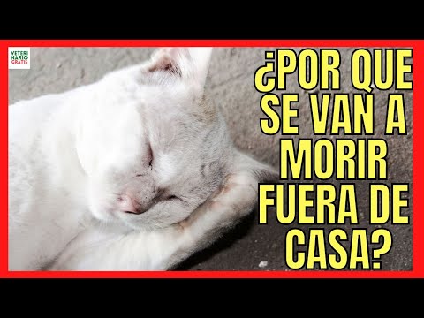 Video: La ciencia nos dice a qué animales les gusta la música y cuáles no