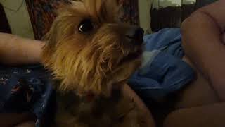 Effect Of Fireworks On Pablo The Yorkie.