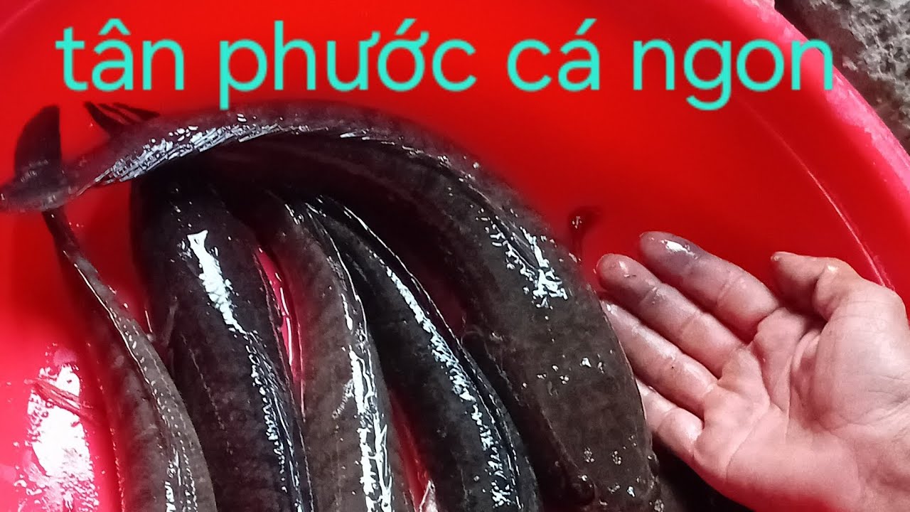 Hành trình săn cá lóc tập 8: trở lại tân phước sau q thời gian . Cá vẩn nhiều .