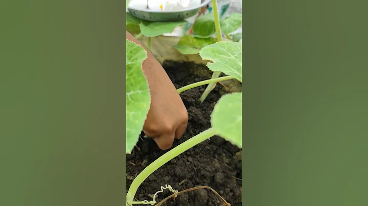 Eggshell Fertilizer for Plants | Natural Calcium for Healthy Growth 🌱🥚