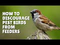 How To Discourage Pest Birds from Feeders