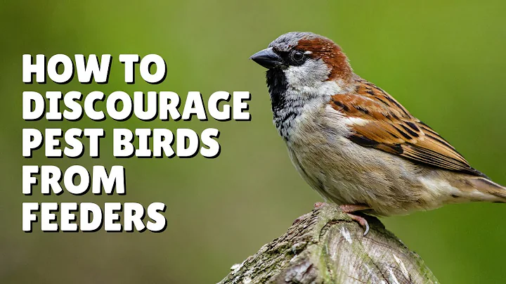 How To Discourage Pest Birds from Feeders