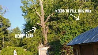 DANGEROUS HUGE DEAD LEANING TREE REMOVAl CUT DOWN