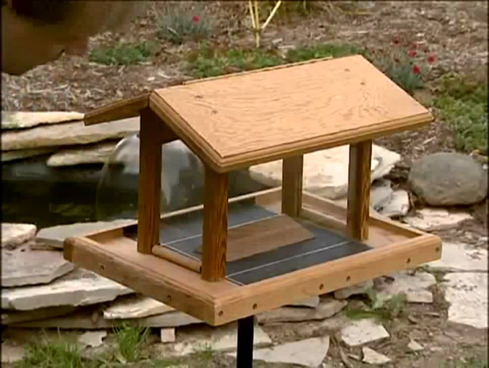 How to Choose the Right Bird Feeder (Petco) YouTube