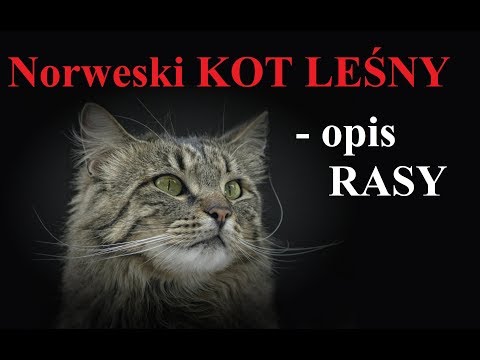 Wideo: Norweski Kot Leśny: Historia Rasy, Charakterystyka, Zdjęcia, Pielęgnacja I Pielęgnacja W Domu, Recenzje Właścicieli Kotów