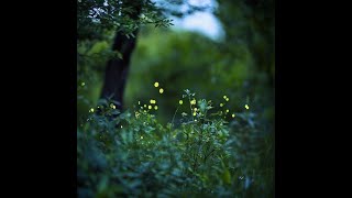 여름밤