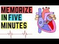 [IGCSE/GCSE] Heart Structure - Memorize In 5 Minutes Or Less!