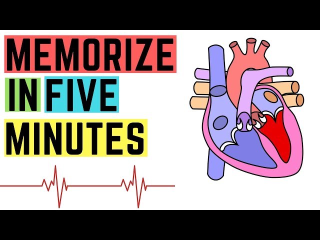 [IGCSE/GCSE] Heart Structure - Memorize In 5 Minutes Or Less! class=