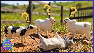 Olha o Que Aconteceu Com a Vaca Brahma! Seu Juca Achou ela Caída?