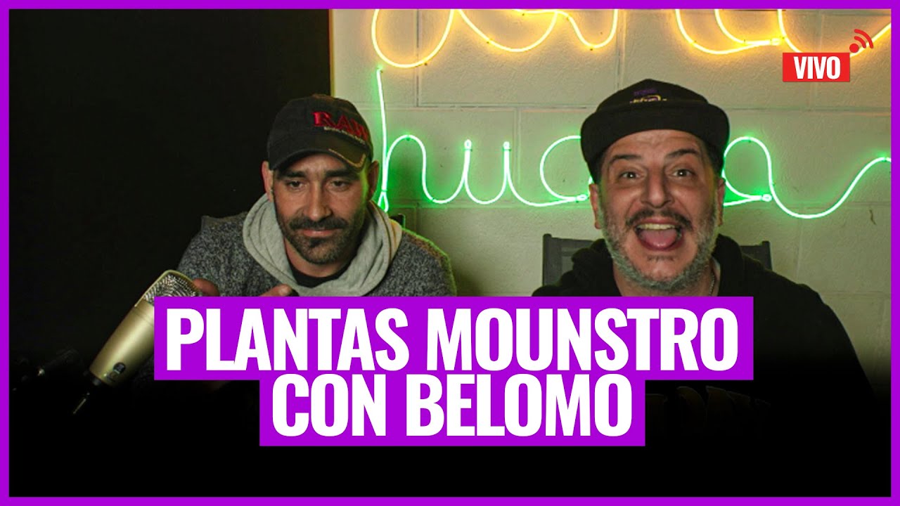 VIVO -  HACÉ TU SEMILLA POPIA - PLANTA MOUNTRUO -  MITOS DEL CULTIVO - CON BELOMO