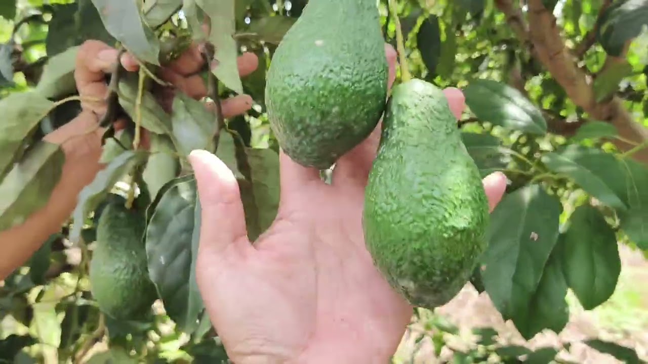 อะโวคาโด้ vlog ep. 191 อะโวคาโด ที่จังหวัดราชบุรี ติดผลแล้ว