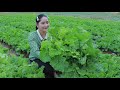 Harvesting Bok Choy At Green Vegetable Gardening | Bok Choy Soup Cooking | Sros Yummy Cooking Vlogs
