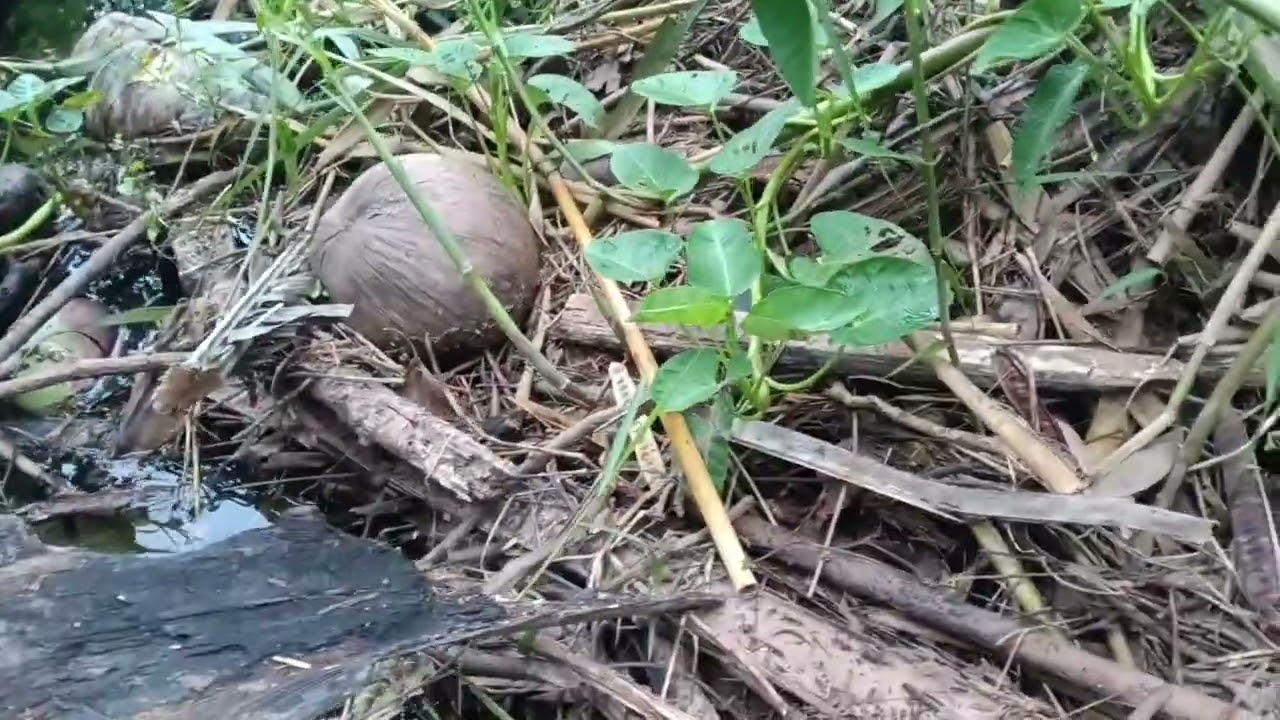 ดักปลาไหล ตุ้มเดี๋ยว2ตัว ปลาไหลใหญ่ๆ