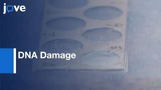 DNA Damage Evaluation Using Comet Assay | Protocol Preview