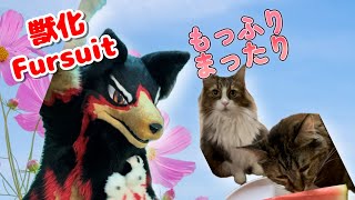 【Fursuit/獣化#160】火曜のもふもふタイム🐶🐾【ジュージュー/JuuJuu】#fursuit #獣化 #FurryVtuber #ケモV #furry
