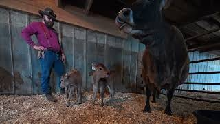 Nurse Cow FAIL: A2 Jersey Calves Won't Nurse!
