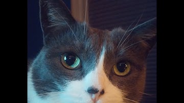 Kit the Crazy Cat Attacks Computer    Computer WINS!