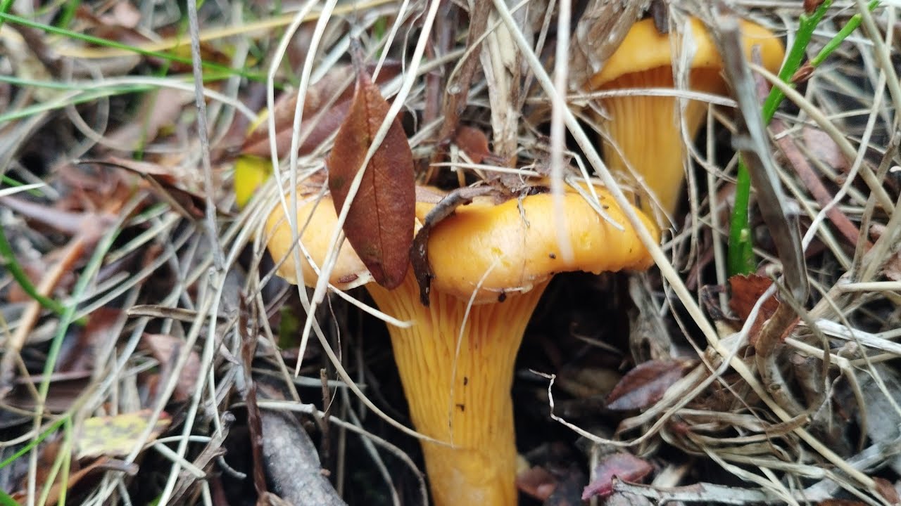 подосиновики и лисички🍄🍄🍄 ГРИБЫ Сентябрь 2022 Где мы?