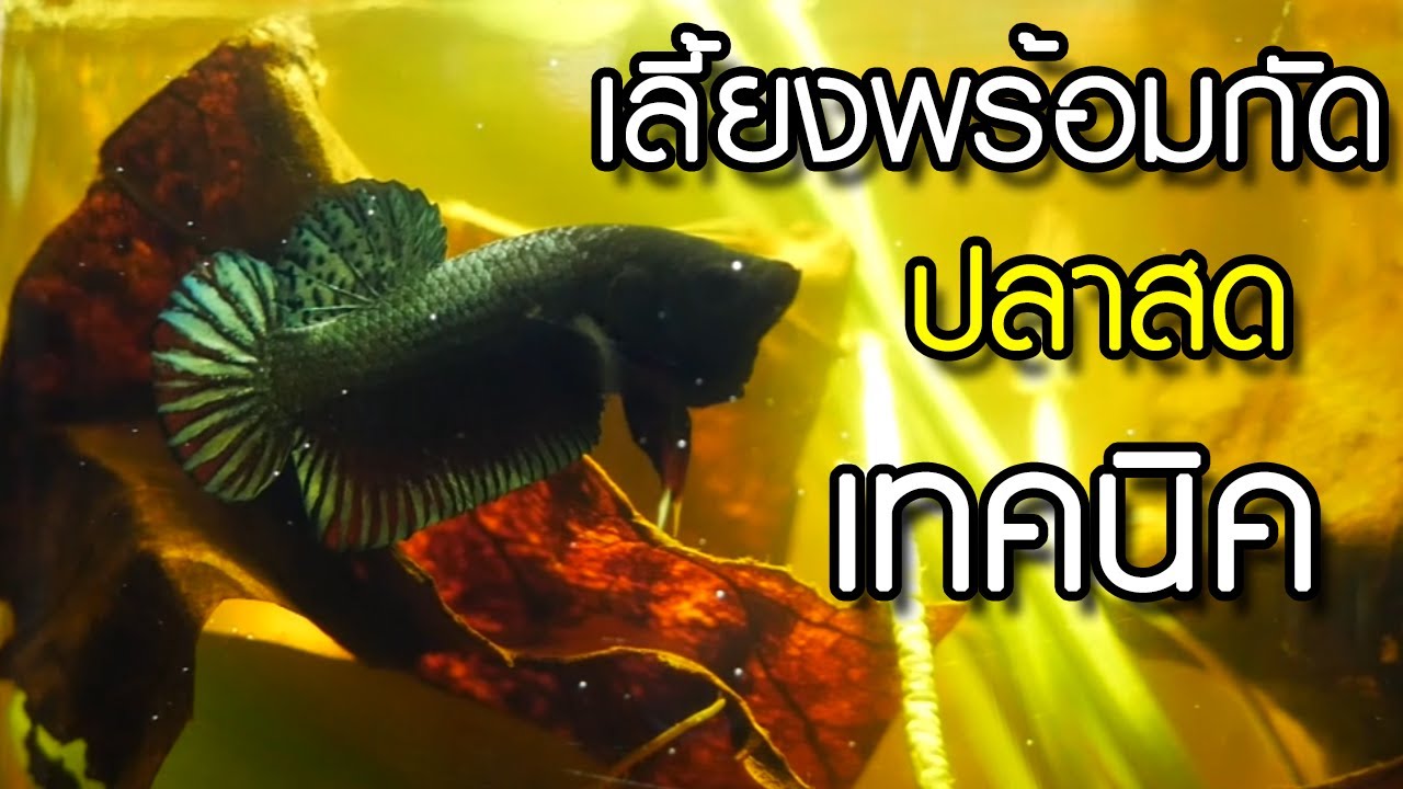 ปลากัดเลี้ยงพร้อมรบ ปลาสด พ่อแม่พันธุ์