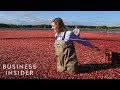 How Ocean Spray Harvests 220 Billion Cranberries A Year