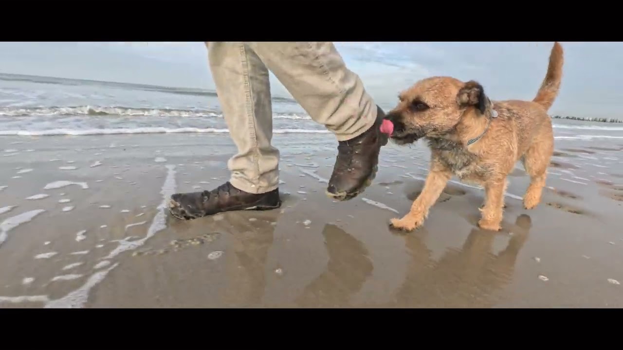 BORDER TERRIER WOODY goes to the beach