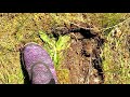 24 5 THE FOREST FERN- A WALK TO REMEMBER- THE BIGFOOT EXPERTS JERRY WILLIAMS AND LEAD TRACKER E