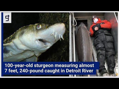 100-year-old-sturgeon-measuring-almost-7-feet-240-pounds-caught-in-Detroit-River