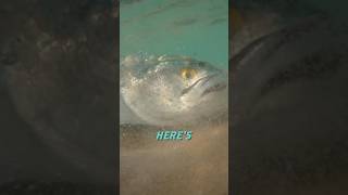 Quick And Easy Bluefish Recipe