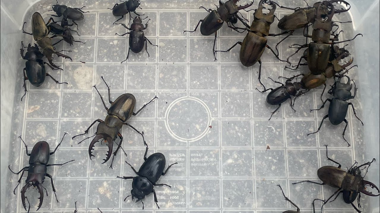 【オオクワの喜びを知りやがって！】危険な山にレアなクワガタを探しに行った成果がこちらになります【2024年カブトムシ・クワガタ採集】