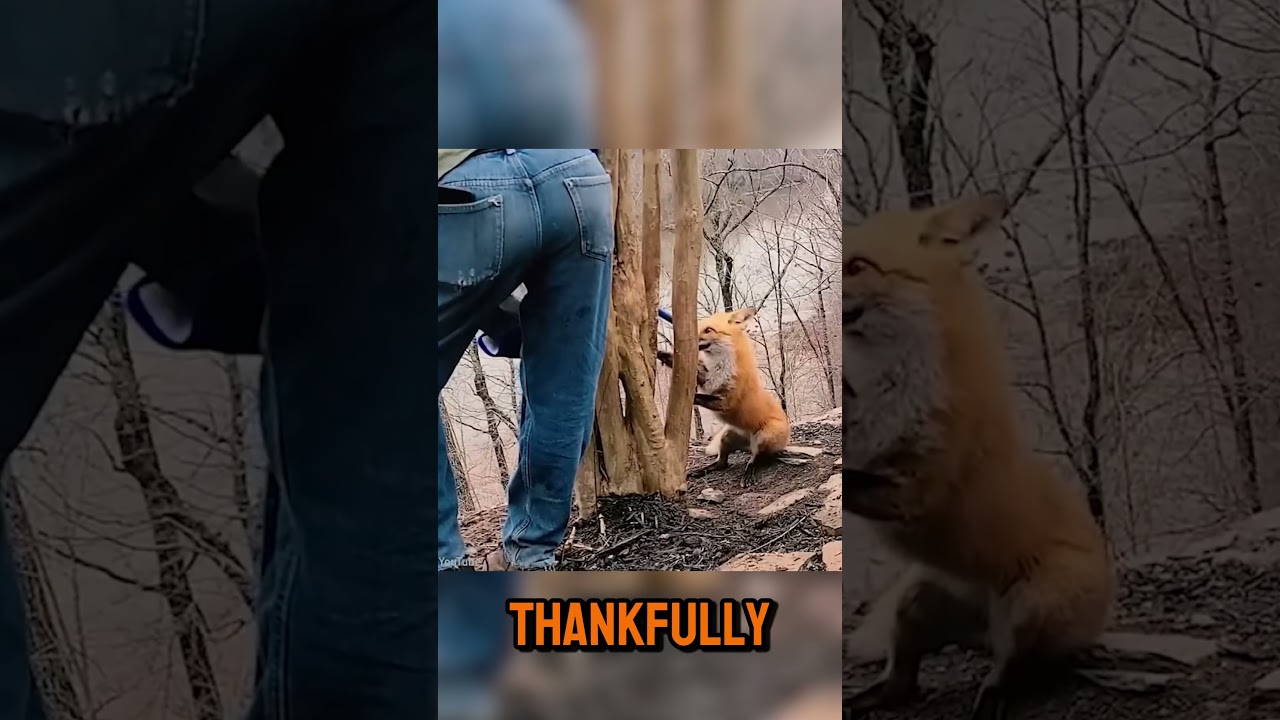 HUMANS SAVING ANIMALS FROM DANGER 