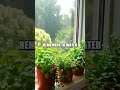 Urban Gardening: Herb Windowsill Gardens