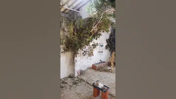 سلاكة الحسون سلاكة حسون مقنين الجزائر 