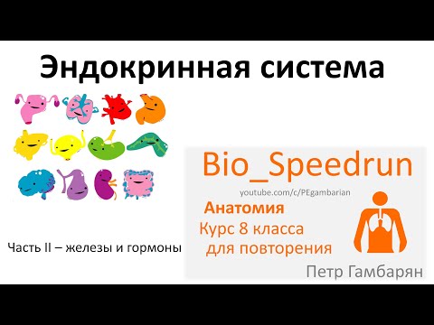 4. Эндокринная система часть 2 (Speedrun анатомия 8 класс, ЕГЭ, ОГЭ 2021)