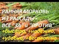 Морковь из рассады. Плюсы и минусы. Сибирская дача