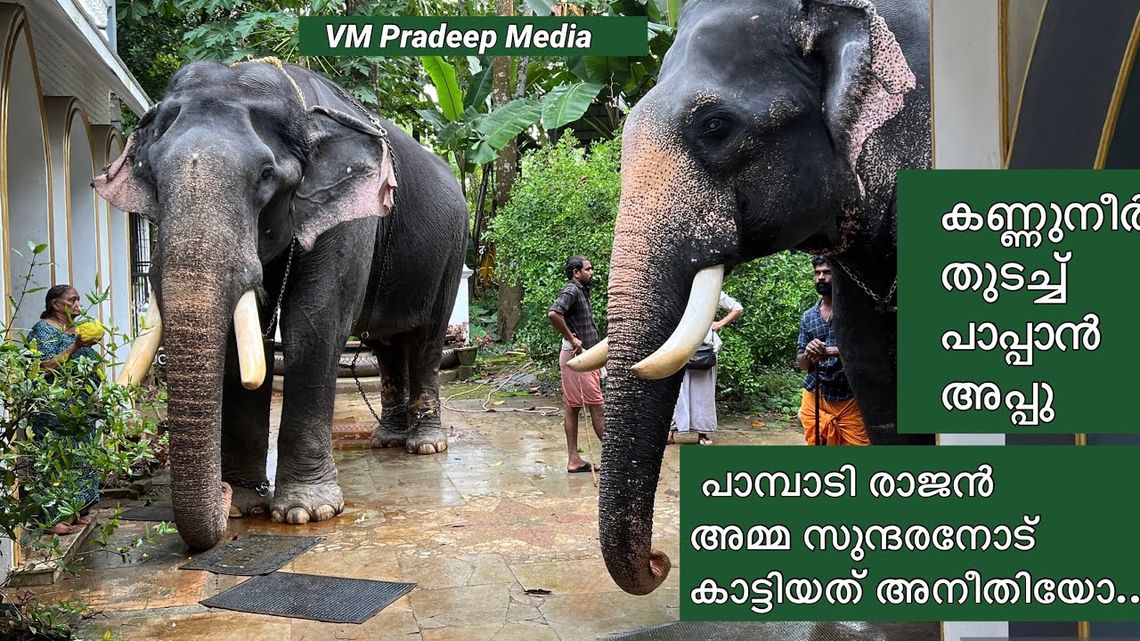 PampadyRajanഅമ്മ ഇത് നീതികേടോ കണ്ണീർപൊഴിച്ച് സുന്ദരൻ@VMPRADEEP#keralaelephent#forest