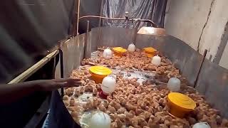 Cara merawat ayam broiler agar bobot merata saat masa brooding
