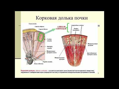 Анатомия 7.Мочеполовая система