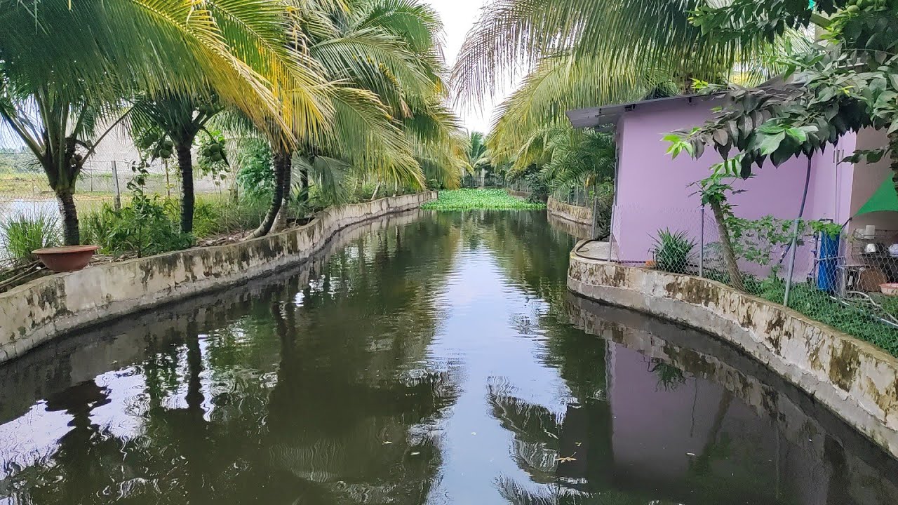 Bán 2 héc ta đất ruộng vườn giá rẻ gọi 097 911 86 18 chính chủ tại xuân lộc đồng nai.