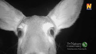 Deer gives trail camera a 'kiss' in US