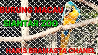 Download Lagu Koleksi burung siantar zoo dan aneka satwa MP3 Download Lagu Koleksi burung siantar zoo dan aneka satwa MP3