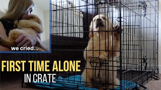 Puppy's First Time Home Alone | Golden Retriever Puppy *sad*