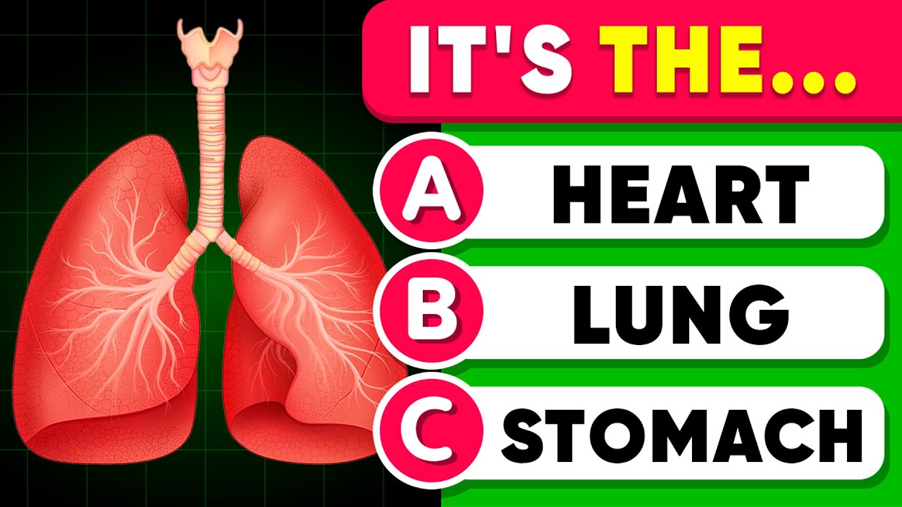 Can You Pass This Human Body Quiz? 🧠💪🧬 Take This Question Anatomy Quiz