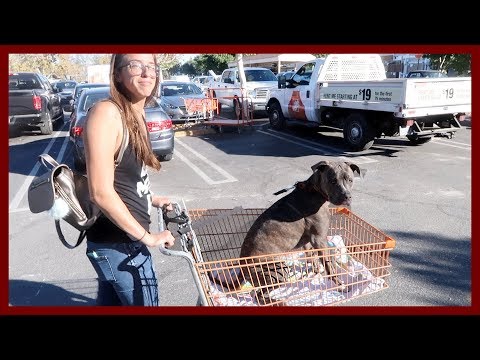 home-depot-dog