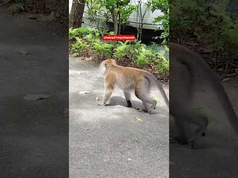 SUDDENLY SHE GOT SCARED Shorts