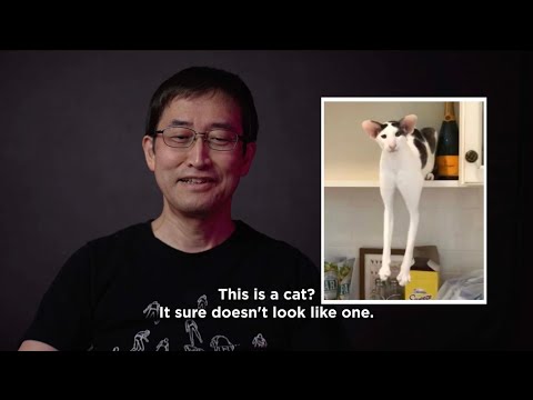 Junji Ito x Weird Cats | The Liminal Zone, Vol. 2 Available Now