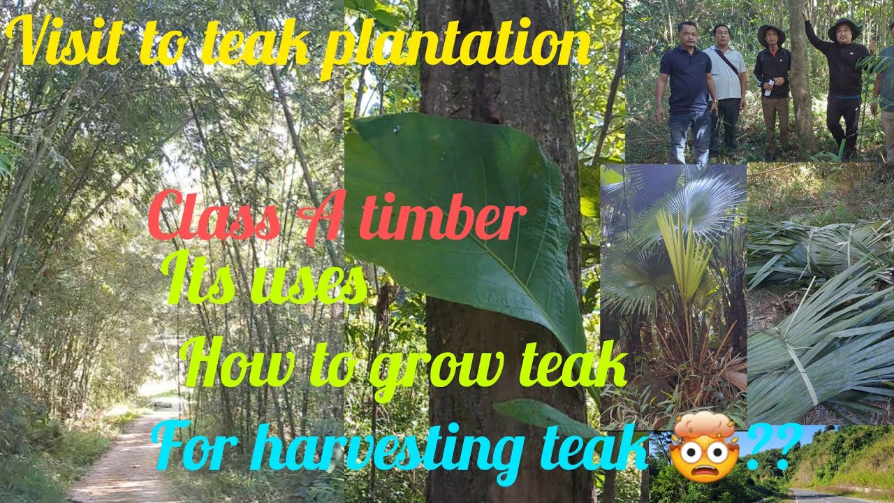 VISIT TO TEAK TREE PLANTATION TECTONA GRANDIS USES OF TEAK HOW TO visit-to-teak-tree-plantation-tectona-grandis-uses-of-teak-how-to