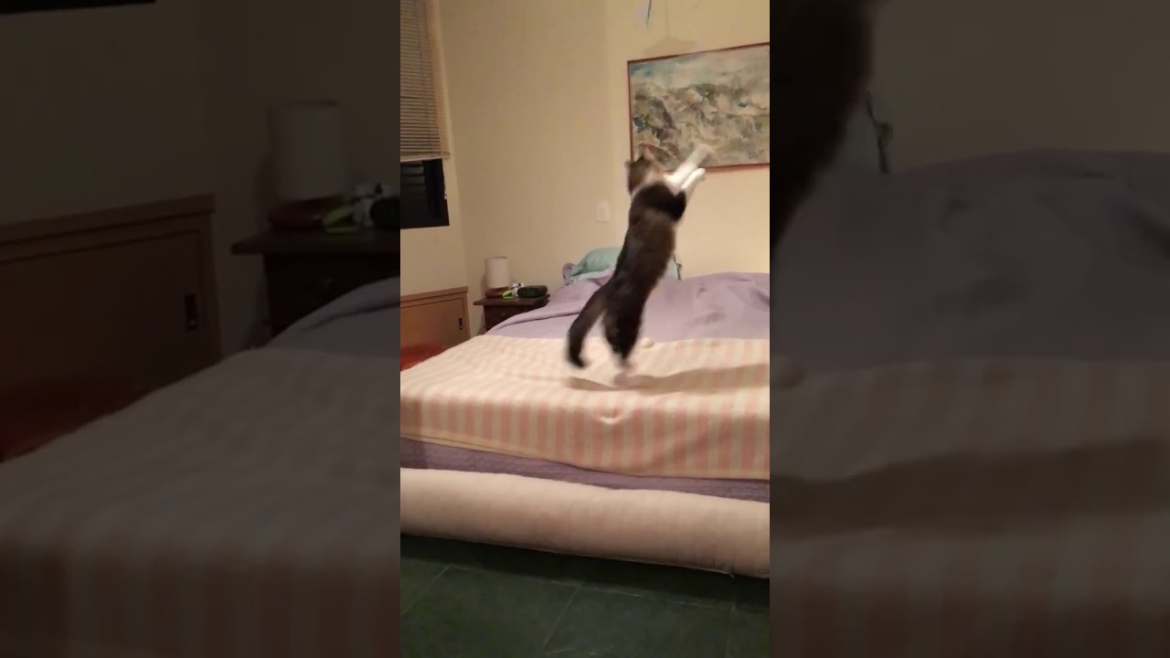 My Norwegian forest jumping cat (8 months) - YouTube