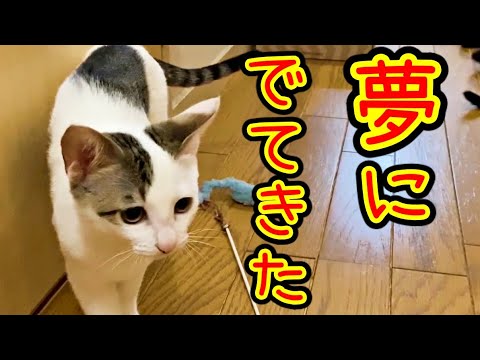 【猫の不思議な話】ある日、亡くなった猫が夢にでてきて、気になっていたら・・・ - YouTube