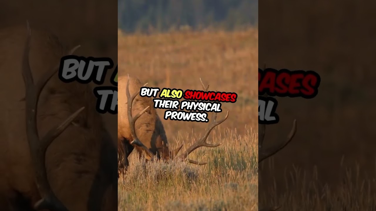 Discover the Majestic Elk’s Secrets! 🦌 