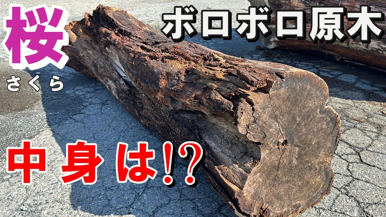 【一枚板製材】外はボロボロ、中はどうだ？朽ちたサクラ原木から一枚板を製材